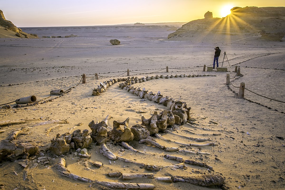 Wüstensafari-Reise nach Wadi El Rayan und Wadi Hitan