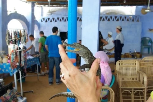 Day tour to Nubian Village Aswan by Motorboat