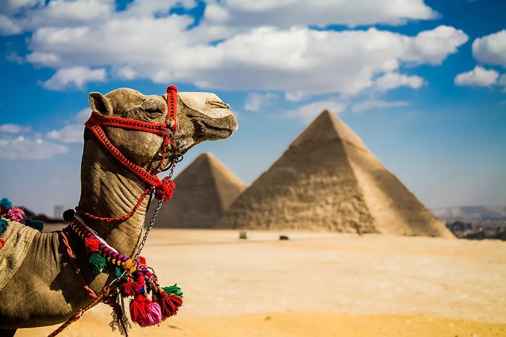 Cairo Tours: Visit the Egyptian Museum, Citadel & Khan El Khalili Bazaar